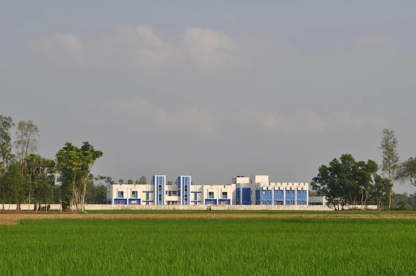 The institute campus seen across the surrounding paddy fields